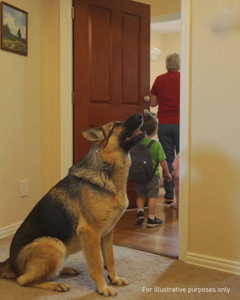 My Dog Went Crazy Whenever My MIL Got Near My Kids — I Found Out Why, and I’ll Never Forgive Her