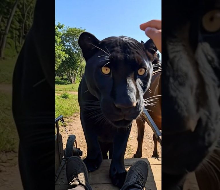 Black Jaguar Saves Its Cub With The Help Of A Man