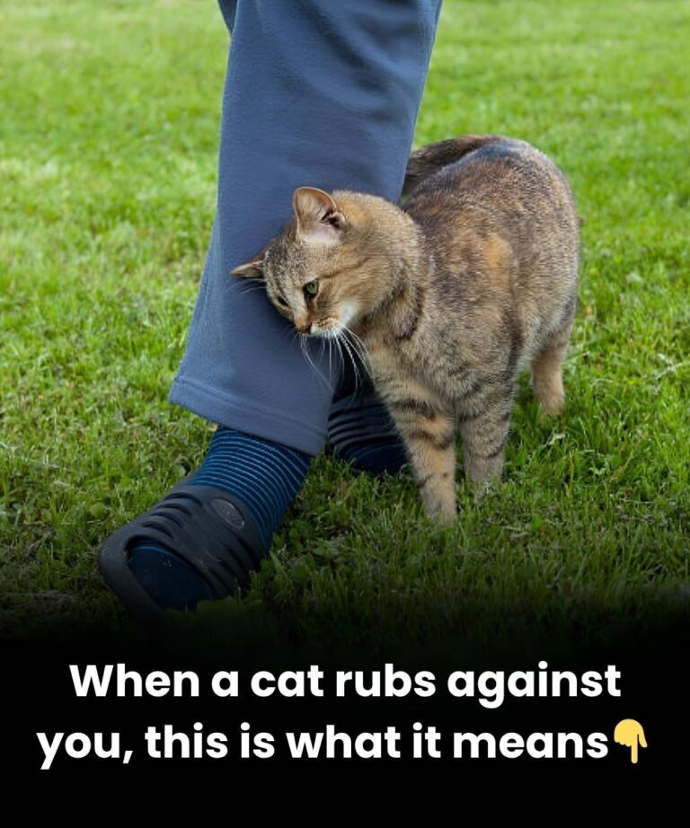 When a Cat Rubs Against You: What It Really Means