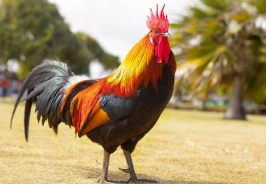 Science shows why roosters don’t go deaf from their own crowing