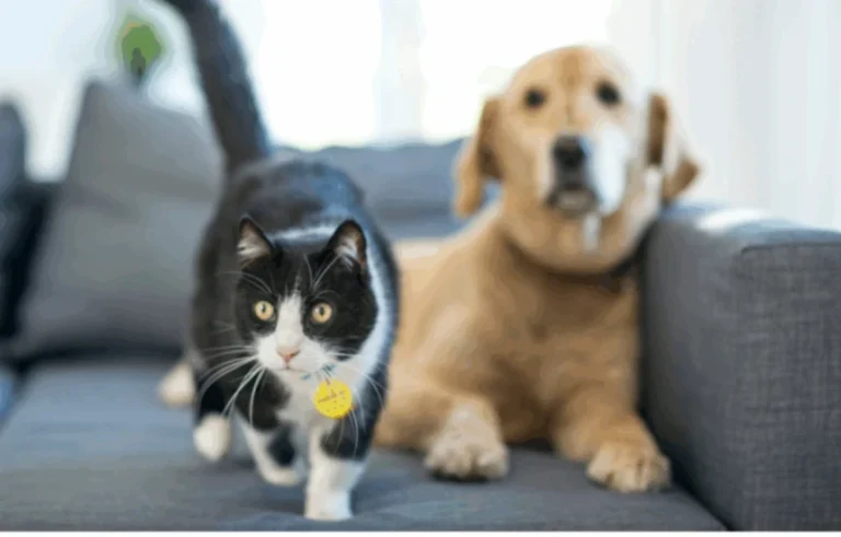 Grief over losing a pet can be just as intense as losing a human loved one